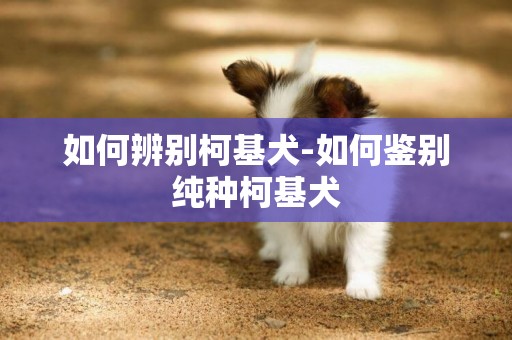 如何辨別柯基犬-如何鑒別純種柯基犬
