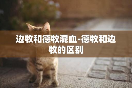 邊牧和德牧混血-德牧和邊牧的區別