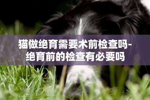 貓做絕育需要術前檢查嗎-絕育前的檢查有必要嗎