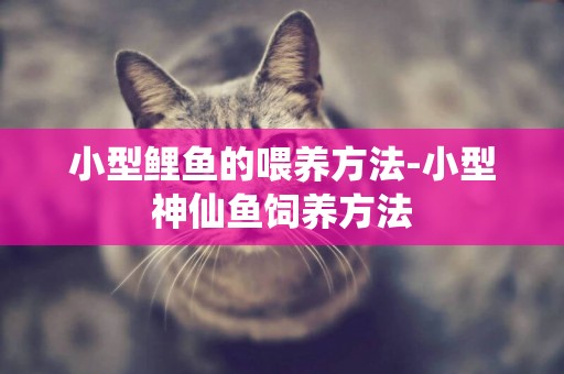 小型鯉魚的喂養方法-小型神仙魚飼養方法