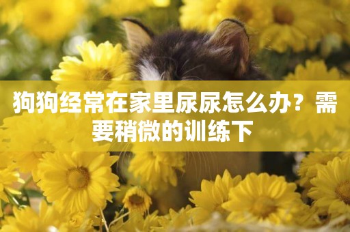 狗狗經常在家里尿尿怎么辦？需要稍微的訓練下 