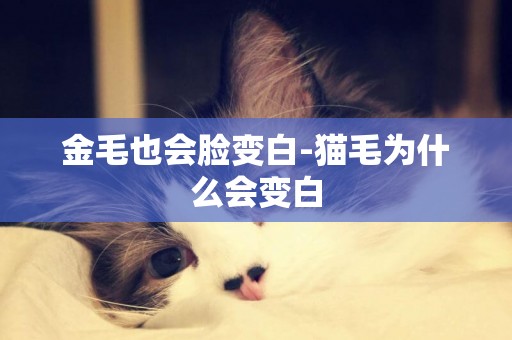 金毛也會臉變白-貓毛為什么會變白