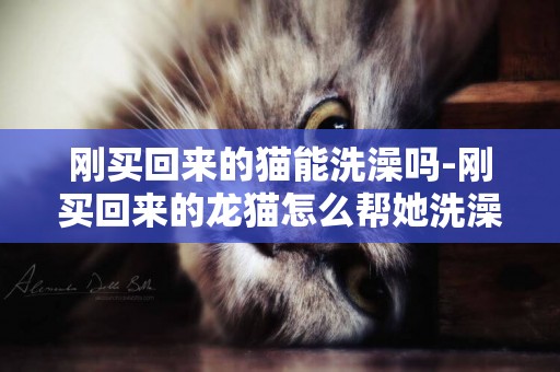剛買回來的貓能洗澡嗎-剛買回來的龍貓怎么幫她洗澡啊
