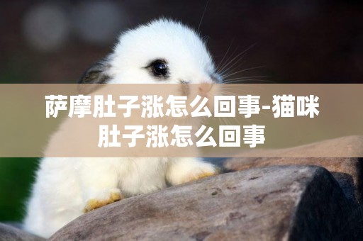 薩摩肚子漲怎么回事-貓咪肚子漲怎么回事