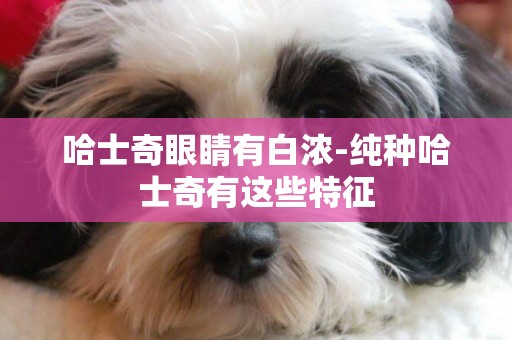 哈士奇眼睛有白濃-純種哈士奇有這些特征