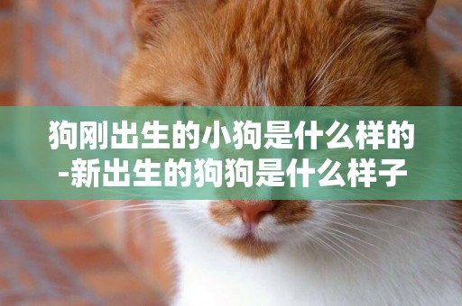 狗剛出生的小狗是什么樣的-新出生的狗狗是什么樣子