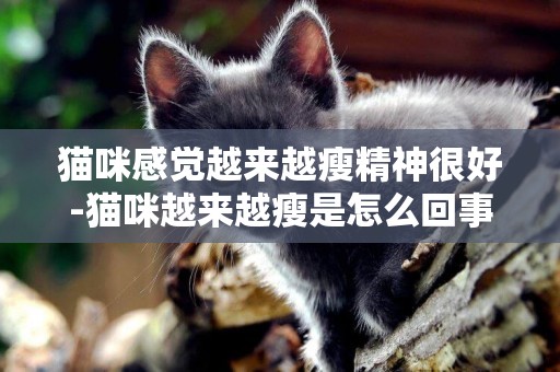 貓咪感覺越來越瘦精神很好-貓咪越來越瘦是怎么回事