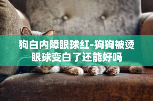 狗白內障眼球紅-狗狗被燙眼球變白了還能好嗎