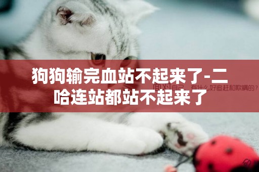 狗狗輸完血站不起來了-二哈連站都站不起來了