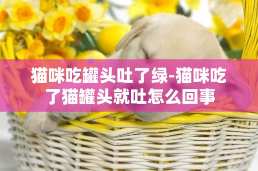 貓咪吃罐頭吐了綠-貓咪吃了貓罐頭就吐怎么回事