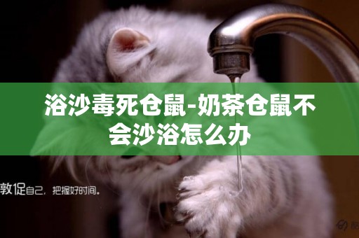 浴沙毒死倉鼠-奶茶倉鼠不會沙浴怎么辦