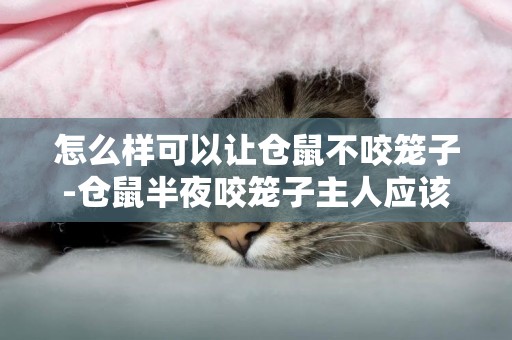 怎么樣可以讓倉鼠不咬籠子-倉鼠半夜咬籠子主人應該怎么辦