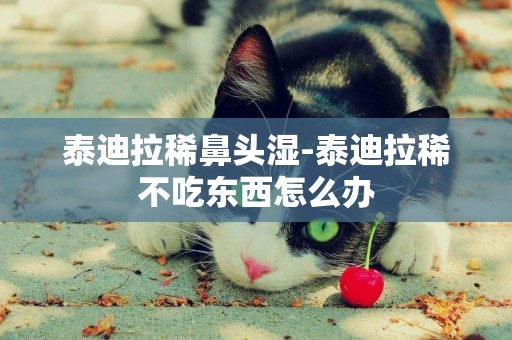 泰迪拉稀鼻頭濕-泰迪拉稀不吃東西怎么辦