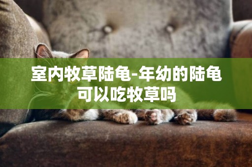 室內牧草陸龜-年幼的陸龜可以吃牧草嗎