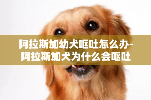 阿拉斯加幼犬嘔吐怎么辦-阿拉斯加犬為什么會嘔吐