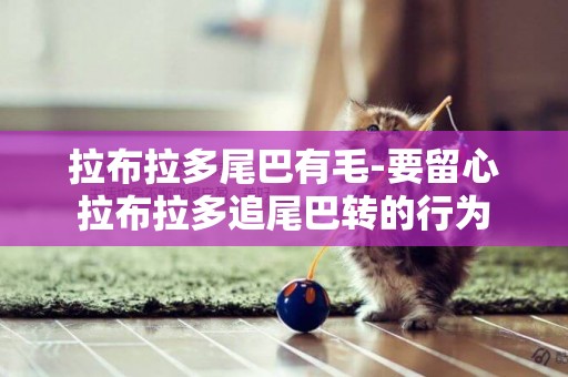 拉布拉多尾巴有毛-要留心拉布拉多追尾巴轉的行為
