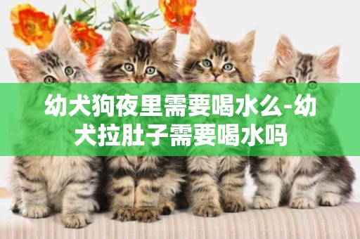幼犬狗夜里需要喝水么-幼犬拉肚子需要喝水嗎