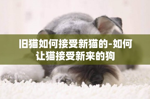 舊貓如何接受新貓的-如何讓貓接受新來的狗