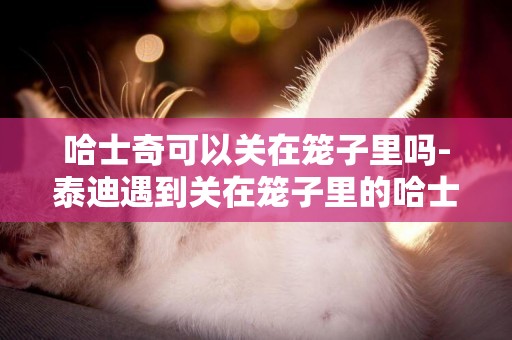 哈士奇可以關在籠子里嗎-泰迪遇到關在籠子里的哈士奇