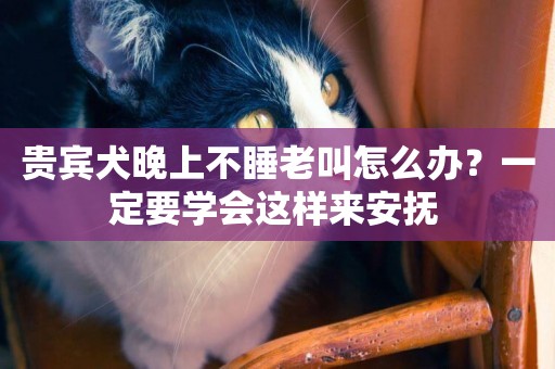 貴賓犬晚上不睡老叫怎么辦？一定要學會這樣來安撫 