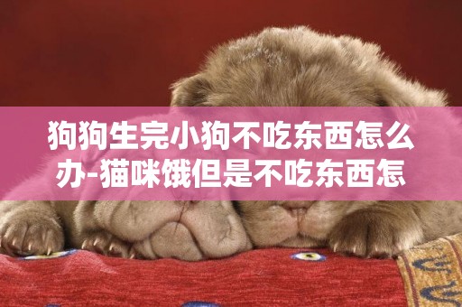 狗狗生完小狗不吃東西怎么辦-貓咪餓但是不吃東西怎么辦