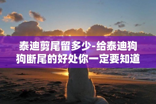 泰迪剪尾留多少-給泰迪狗狗斷尾的好處你一定要知道