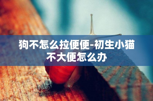 狗不怎么拉便便-初生小貓不大便怎么辦