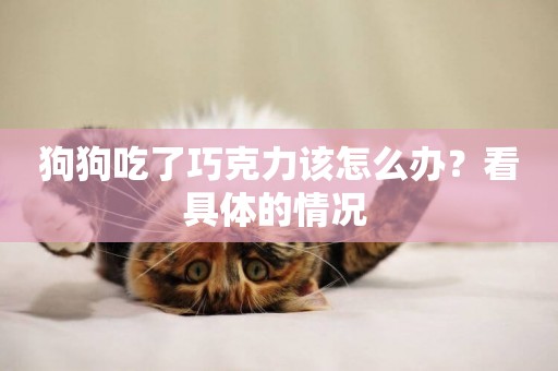 狗狗吃了巧克力該怎么辦？看具體的情況 