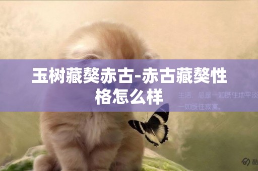 玉樹藏獒赤古-赤古藏獒性格怎么樣