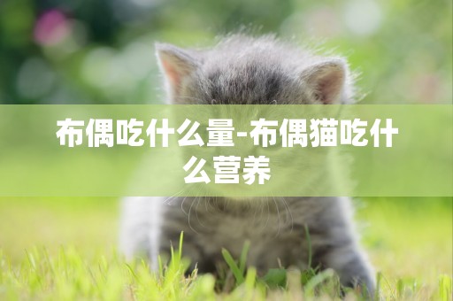 布偶吃什么量-布偶貓吃什么營養