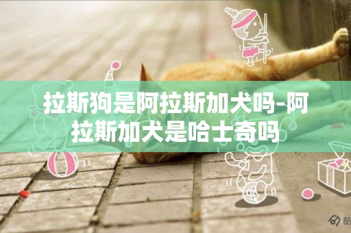 拉斯狗是阿拉斯加犬嗎-阿拉斯加犬是哈士奇嗎