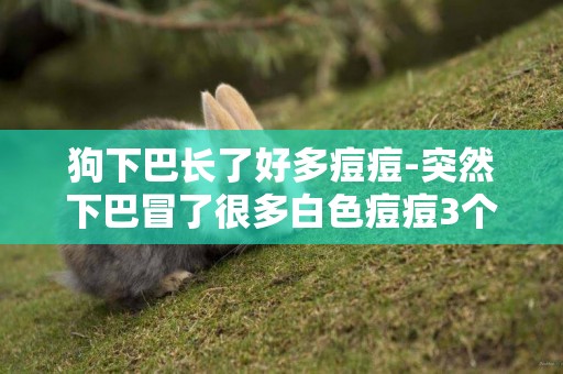 狗下巴長了好多痘痘-突然下巴冒了很多白色痘痘3個方法教你下巴長痘怎么調理