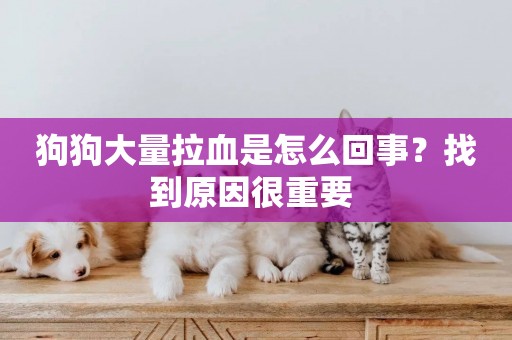 狗狗大量拉血是怎么回事？找到原因很重要 