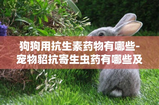 狗狗用抗生素藥物有哪些-寵物貂抗寄生蟲藥有哪些及如何服用