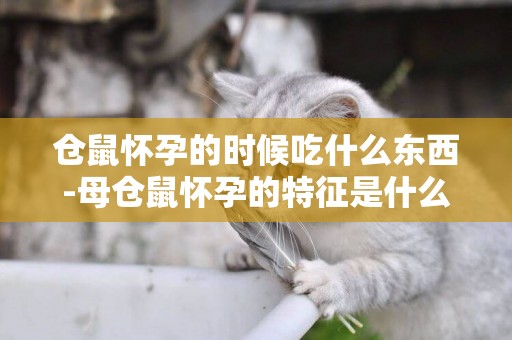 倉鼠懷孕的時候吃什么東西-母倉鼠懷孕的特征是什么