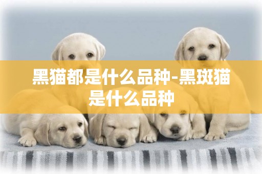 黑貓都是什么品種-黑斑貓是什么品種