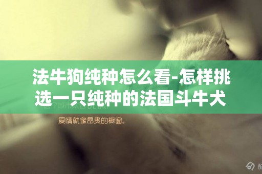 法牛狗純種怎么看-怎樣挑選一只純種的法國斗牛犬