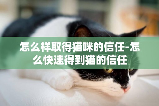 怎么樣取得貓咪的信任-怎么快速得到貓的信任