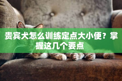 貴賓犬怎么訓練定點大小便？掌握這幾個要點 