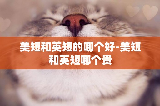 美短和英短的哪個好-美短和英短哪個貴