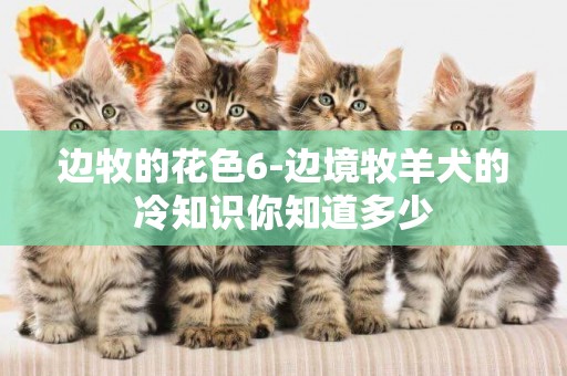 邊牧的花色6-邊境牧羊犬的冷知識你知道多少