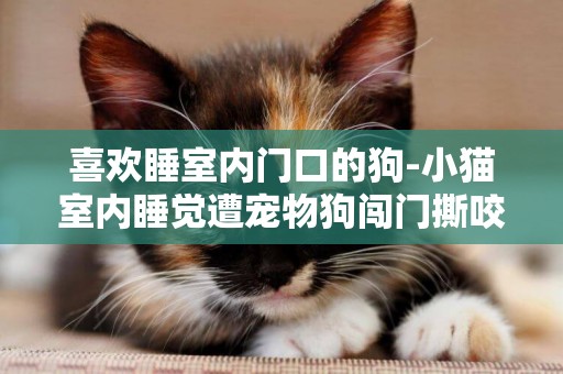 喜歡睡室內門口的狗-小貓室內睡覺遭寵物狗闖門撕咬