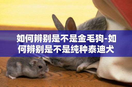 如何辨別是不是金毛狗-如何辨別是不是純種泰迪犬