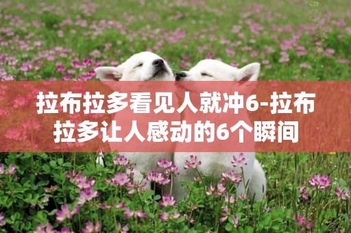 拉布拉多看見人就沖6-拉布拉多讓人感動的6個瞬間
