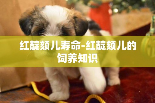 紅靛頦兒壽命-紅靛頦兒的飼養知識