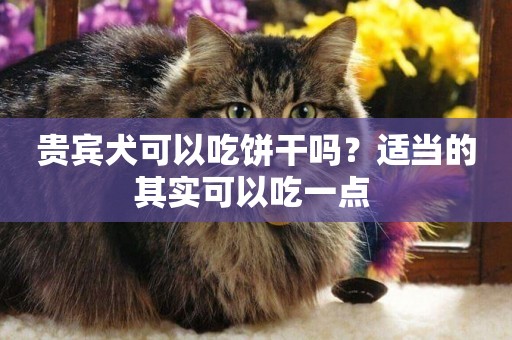 貴賓犬可以吃餅干嗎？適當的其實可以吃一點 