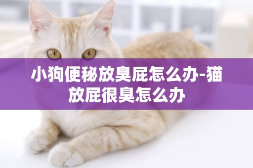 小狗便秘放臭屁怎么辦-貓放屁很臭怎么辦