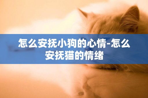 怎么安撫小狗的心情-怎么安撫貓的情緒