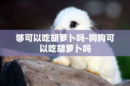 夠可以吃胡蘿卜嗎-狗狗可以吃胡蘿卜嗎