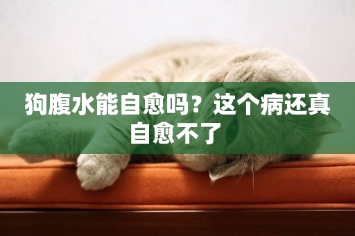 狗腹水能自愈嗎？這個病還真自愈不了 